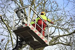 Green Space Maintenance Prints: Workers on the work platform pruning or maintaining trees