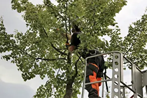 City Park Workers Prints: Workers on the work platform pruning or maintaining trees