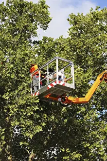 Green Space Maintenance Prints: Workers on the work platform pruning or maintaining trees
