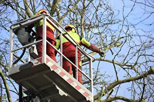 Tree Trimming Prints: Workers on the work platform pruning or maintaining trees