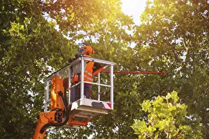 City Park Workers Prints: Workers on the work platform pruning or maintaining trees