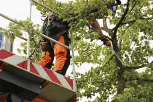 Construction Equipment Use Prints: Workers on the work platform pruning or maintaining trees