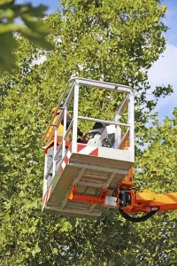 Green Space Management Prints: Workers on the work platform pruning or maintaining trees