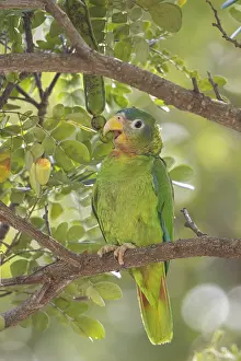 Yellow-billed Parrot (Amazona collaria) perched on a branch in Jamaica in the Caribbean