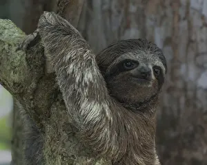 Sloth Prints: Young Three-toed Sloth Climbing Print, Cahuita National Park