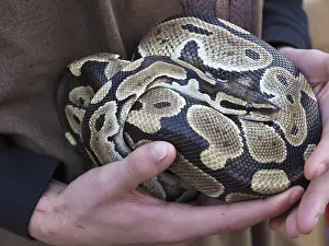 Prints of Zookeeper holding ball python with beautiful pattern, showcasing reptile's unique scale texture Zookeeper holding ball python with beautiful pattern, showcasing reptile's unique scale texture Ball Python Prints: Zookeeper Holding Ball Python Print