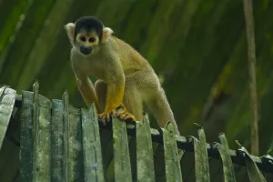 Framed Print : Agami Monkey Print of a Peruvian Amazon Mammal