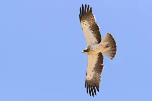 Booted Eagle Prints: Booted Eagle