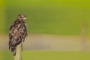 Common Buzzard Print, Buizerd perched on a pole in Dutch grassland