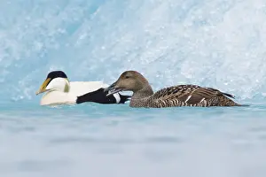 Common Eider Bird Prints: Common Eider