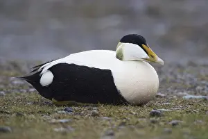 Common Eider Prints: Common Eider