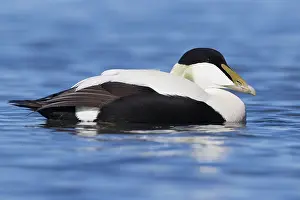 Common Eider Prints: Common Eider