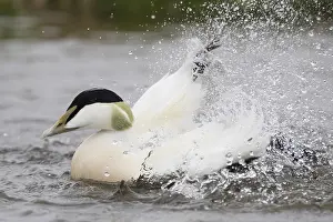 Common Eider Bird Prints: Common Eider