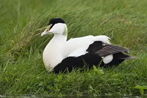 Common Eider Prints: Common Eider