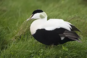 Common Eider Bird Prints: Common Eider