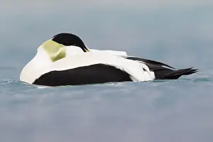 Common Eider Prints: Common Eider
