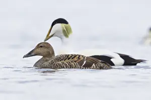 Common Eider Prints: Common Eider
