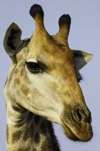 Giraffe Portrait Prints: Giraffe