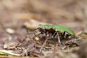 Green Tiger Beetle Prints: Marco image of an insect