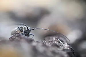 Wildlife In Russia Prints: Marco image of an insect
