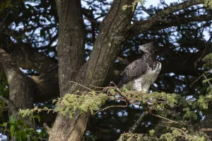 A Martial Eagle Print - Perched on a Tree Branch