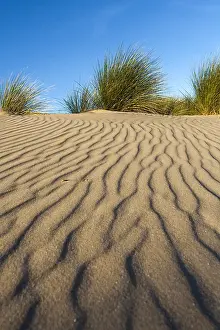 Patterns in Sand Print: Summer Zuidduinen Dunes