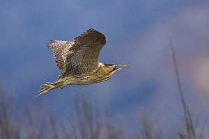Botaurus Stellaris Prints: Roerdomp; Bittern; Botaurus stellaris