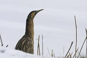 Botaurus Stellaris Prints: Roerdomp, Eurasian Bittern, Botaurus stellaris