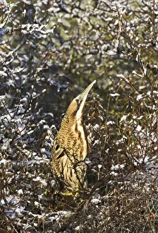 Botaurus Stellaris Prints: Roerdomp, Eurasian Bittern, Botaurus stellaris