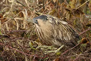 Botaurus Stellaris Prints: Roerdomp, Eurasian Bittern, Botaurus stellaris