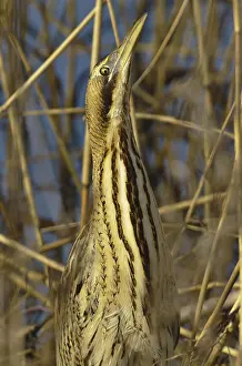 Botaurus Stellaris Prints: Roerdomp, Eurasian Bittern, Botaurus stellaris