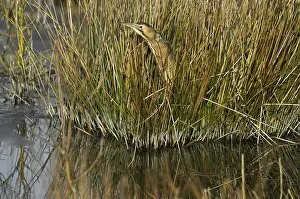 Botaurus Stellaris Prints: Roerdomp, Eurasian Bittern, Botaurus stellaris
