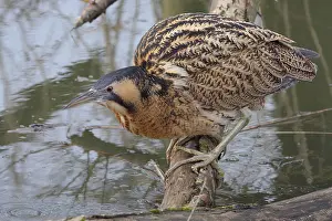 Eurasian Bittern Habitat Prints: Roerdomp, Eurasian Bittern, Botaurus stellaris