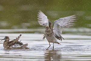 Ruff Bird Prints: Ruff bathing