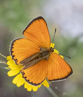 Prints of Male Scarce Copper (Lycaena virgaureae) in Bulgaria Bulgaria Prints: Male Scarce Copper Print (Lycaena virgaureae) in Bulgaria