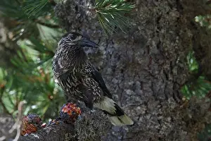Forest Wildlife Germany Prints: Spotted Nutcracker or Eurasian Nutcracker, Nucifraga caryocatactes ssp. caryocatactes