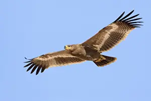 Steppe Eagle Prints: Steppe Eagle