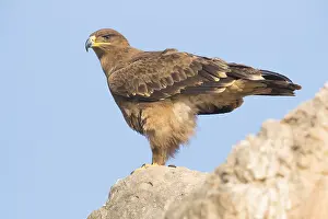 Accipitridae Species Prints: Steppe Eagle