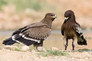 Steppe Eagle Prints: Steppe Eagle