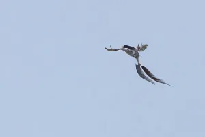 Argentina Nature Reserves Prints: Strange-tailed Tyrant, Alectrurus risora