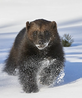 Framed Print : Wolverine Print: Gulo Gulo in Winter Taiga Forest, Kajaani Finland Framed Print : Wolverine Print: Gulo Gulo in Winter Taiga Forest, Kajaani Finland
