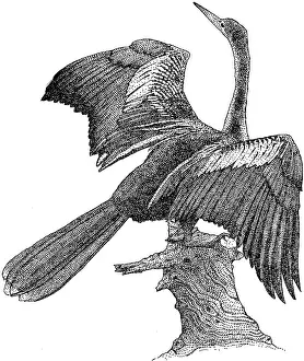 Anhinga Pen and Ink Print