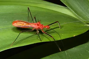 Amazon Rainforest Animals Prints: Assassin Bug