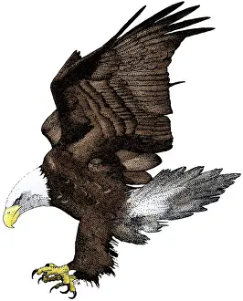 Bald Eagle Illustration Prints: Bald Eagle