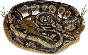 Ball Python Prints: Ball Python