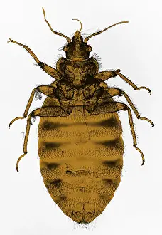 Bedbug Print, Color Enhanced Light Micrograph