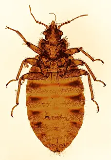 Framed Print : Bedbug Print, Color Enhanced Light Micrograph Framed Print : Bedbug Print, Color Enhanced Light Micrograph