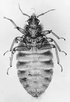 Framed Print : Light Micrograph Print of a Bedbug (Cimex lectularius)