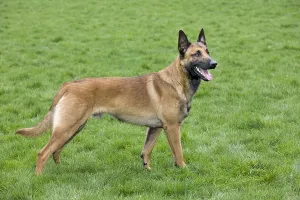 Related Prints: Malinois Print - Belgian Shepherd Dog