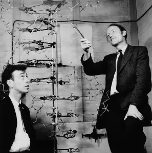 DNA Prints: Print of Watson and Crick with DNA model, a photograph in black and white